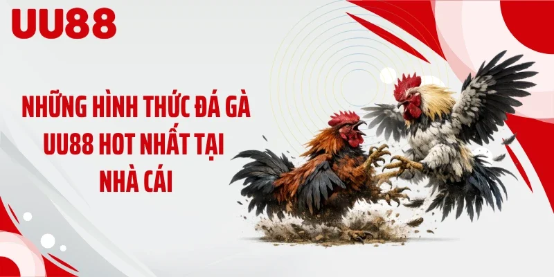 Những hình thức đá gà UU88 hot nhất tại nhà cái