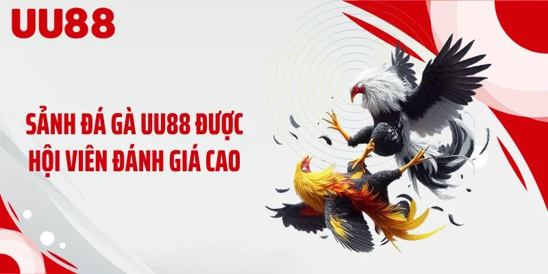 Sảnh đá gà UU88 được hội viên đánh giá cao